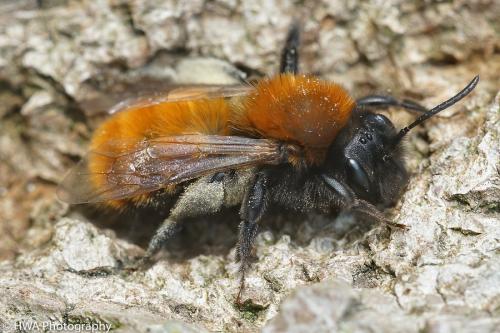 Andrena fulva